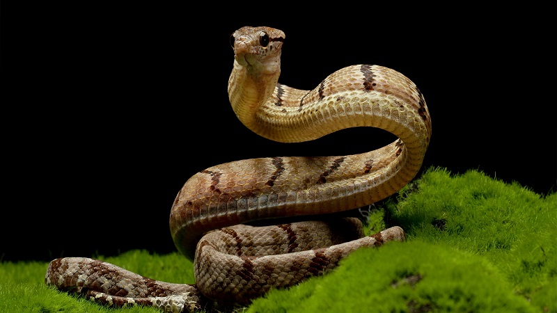 Copperhead vs. Black Rat Snake: A Comparative Overview