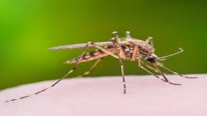 Flea Bite vs Mosquito Bite: Understanding the Differences