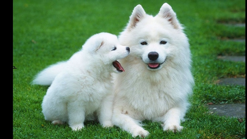 puppy:iuuiiqqqwao= cute dogs