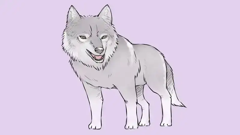 easy:qm60 sirsa= wolf drawing