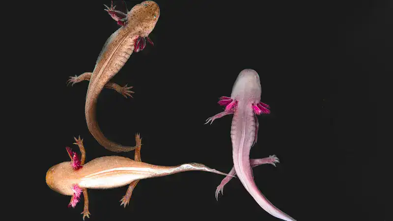 kawaii:7-xepu7gqzq= axolotl