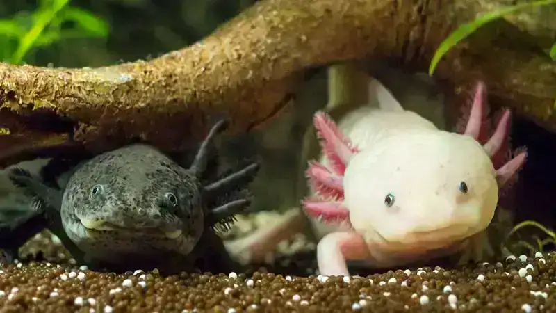 kawaii:7-xepu7gqzq= axolotl