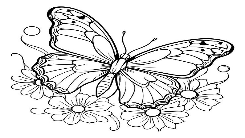 drawing:5dlmdowxula= butterfly