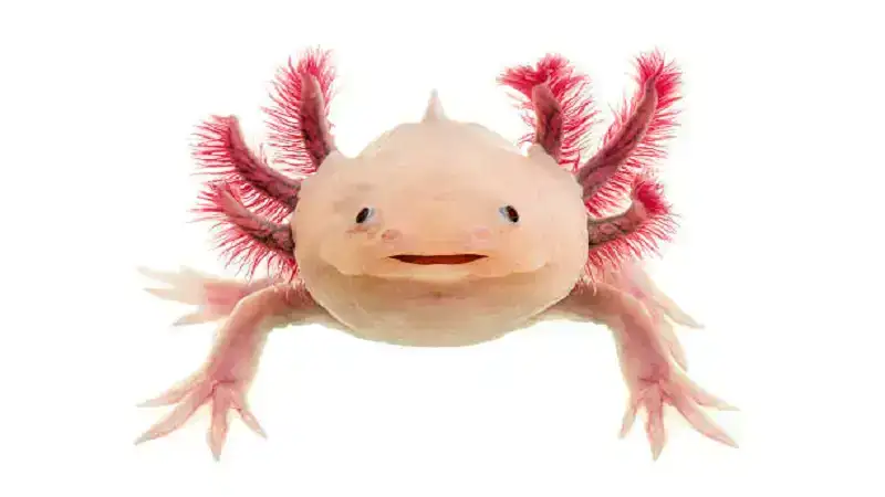 kawaii:7-xepu7gqzq= axolotl