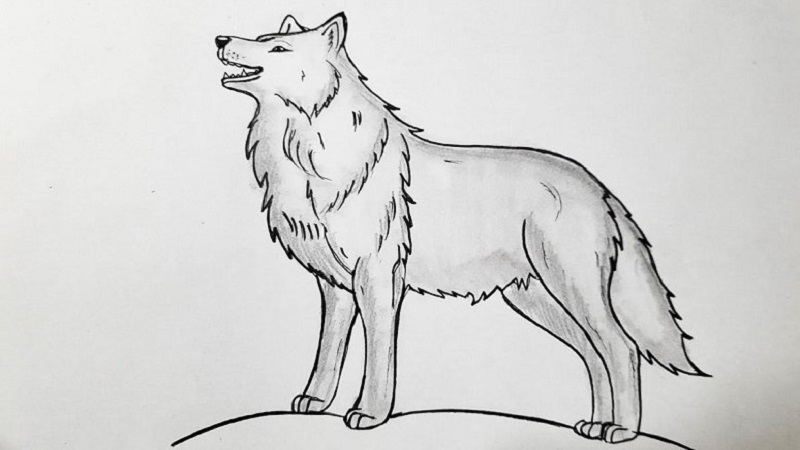 Easy:qm60 sirsa= Wolf Drawing: Learn How to Draw a Wolf Easily