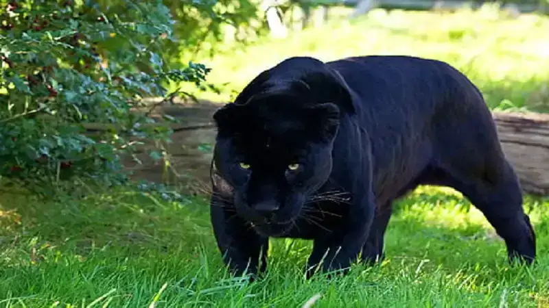 animal:0qwty rx0= black panther