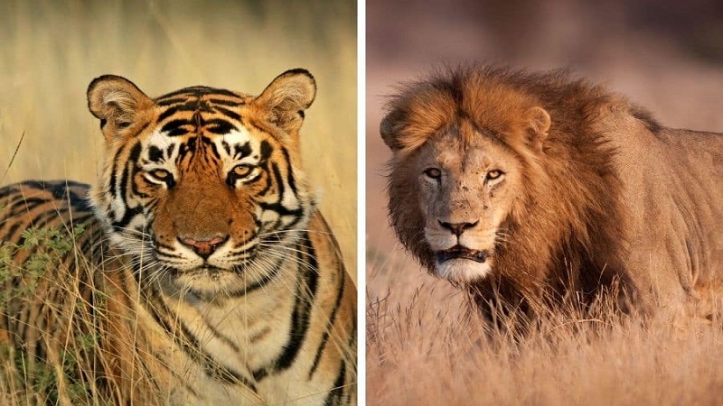 If a Lion and Tiger Got into a Fight, Who Would Win?