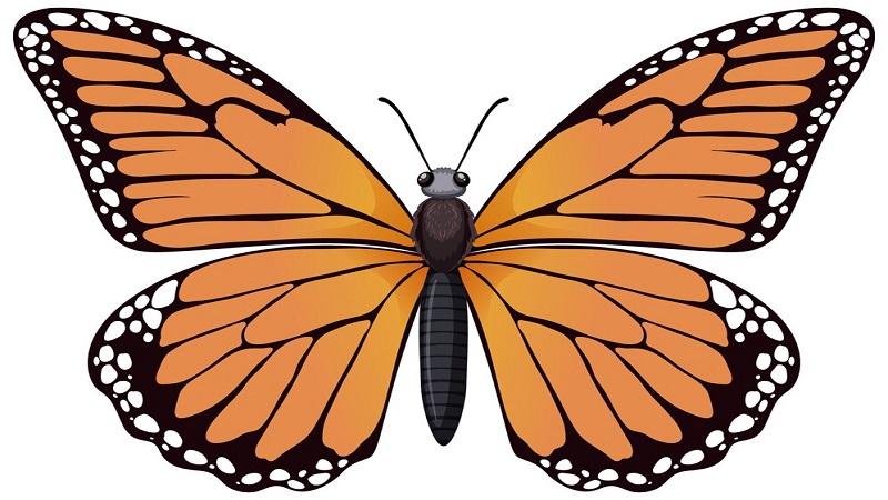 Sustainability and Butterfly Clip Art