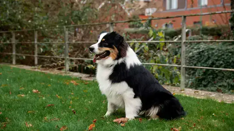 puppy:rk5nf8zb4k4= bernese mountain dog